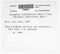 Hypoxylon colliculosum image